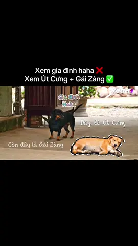 Một bên hướng nội  Bên còn lại hướng lung ta lung tung 😄 #giadinhhaha #mientay #cho #loveanimals #dog 
