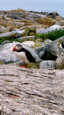 Atlantic Puffins - real-life cartoon birds! 🧭 You can only see them for 6 weeks a year on Machias Seal Island. 🌊 I missed them once… but came back. And this time — I saw them. 💙 Never stop chasing your wildest dreams. 🐧 #Puffins #WildlifeGoals #MachiasSealIsland #NatureLovers #TravelDreams #TikTokNature