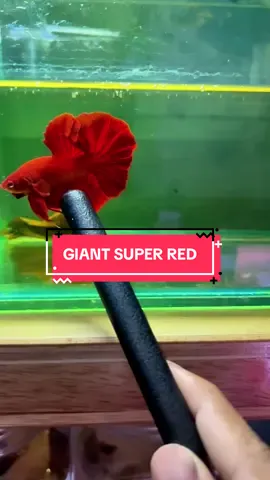 GIANT SR  #cupanglovers  #maniaxbettafish  #bettashow  #ikankontessni  #ikanhiasindonesia  #bettafish 