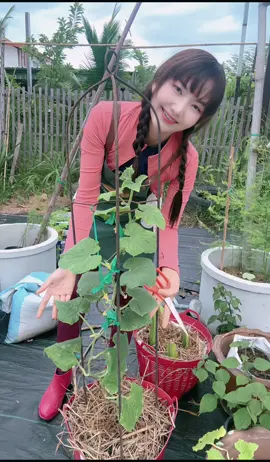 #แตงกวาญี่ปุ่น😊