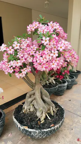 Rosa do Deserto ID PROTEGIDA 😍🌺 #flores #paraiso #felicidade #jardim #rosasdodeserto #house #plantas 
