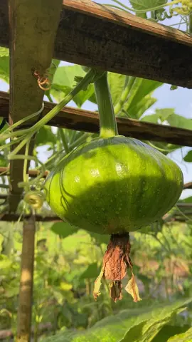 ฟักทอง #เกษตรกร #เกษตรผสมผสาน #ผักสวนครัว #สวนผัก 