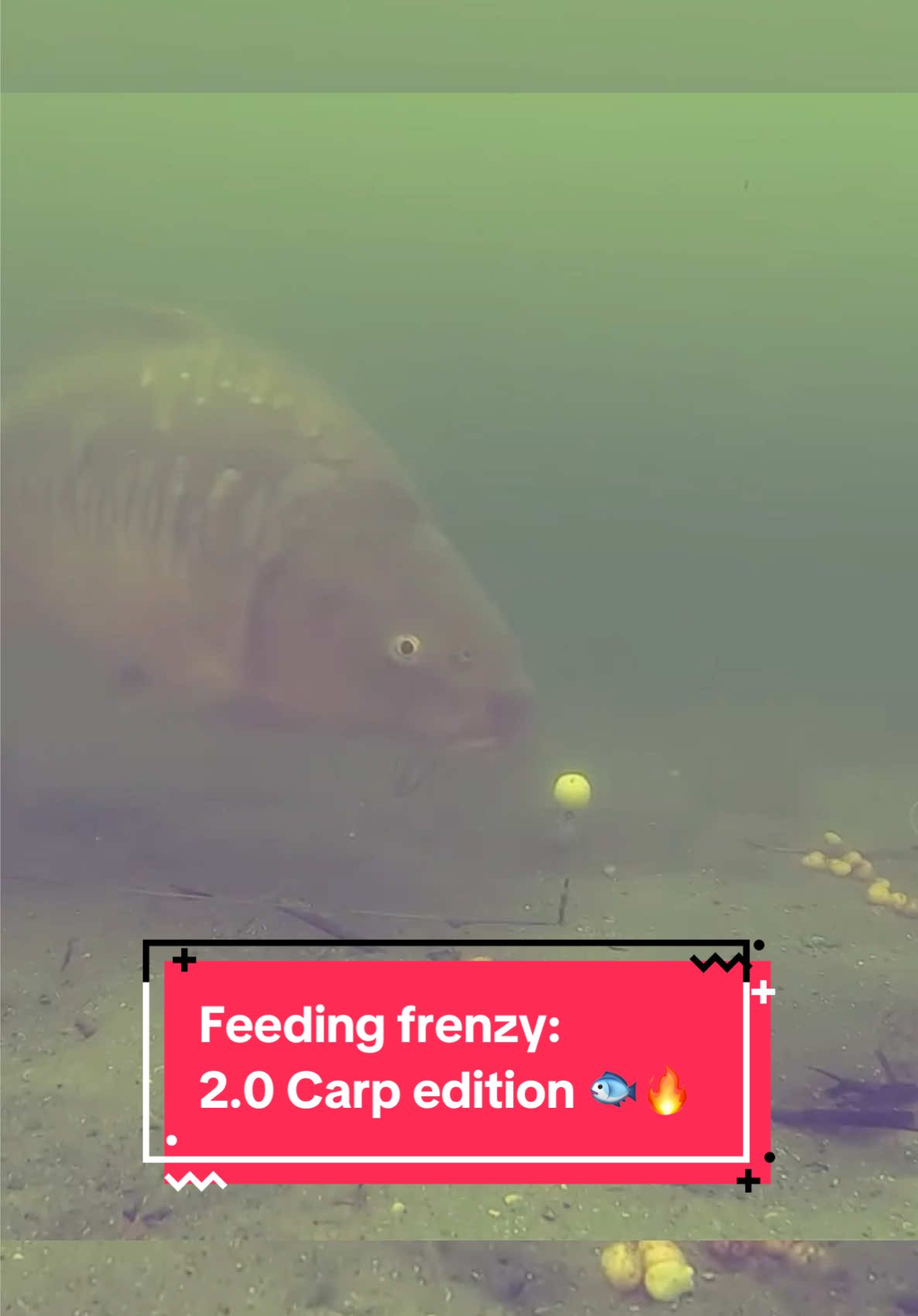 Feeding frenzy: Carp edition 2.0 🐟🔥#fishing #fishingtiktoks #fishinglife #carpfishinglife #carprun #carpfishingvideos #carpfish #gofishing 