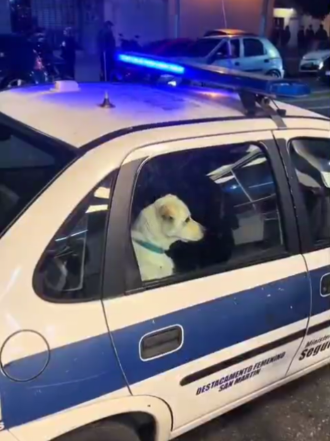 animais engraçados-animais engraçados 2025-leleu coçeira é preso 😂😂😅😅😅#vidaanimal #vidaanimalnarrada #animaisnotiktok #cachorros #gatos #comedia #engracado #gosteipostei #fyp 