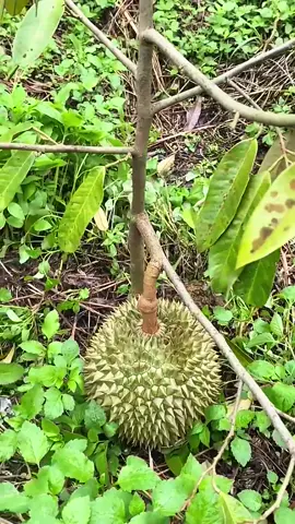 Pohon durian kecil pertama Kali berbuah #durian #bibitdurian 