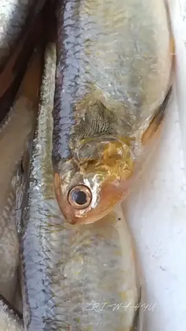 FRESH IKAN ASIN FROM IKAN BANGKOK SEGAR by my mother FRESH FISH PUGER ZRI WAHYU 