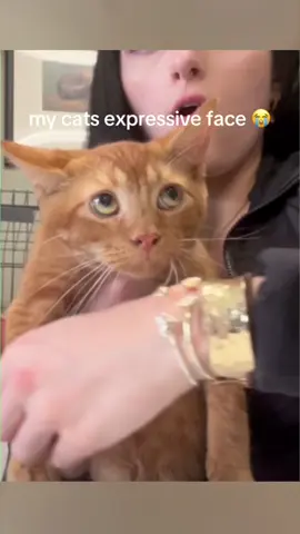 The cat's gaze#funny #funnyanimals #funnyvideos #pet #cute #cat #fyp 