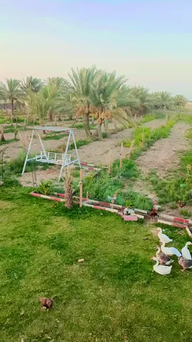 كربلاء