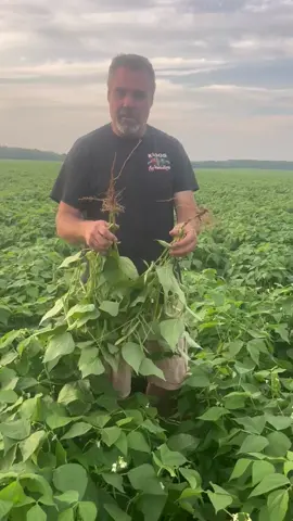 Steve has some great observations from a kidney bean field in Wisconsin that was planted with the new prototype planter. Steve has been planting kidney beans for many years, it’s amazing that just changing the planting process can have such a profound impact on plant structure. As always, stay tuned for the results.  Also for anyone wanting to just simply see the planter, we are not showing as of yet because it it just a prototype and already undergoing changes to make it better.  @willplant2learn  #kidneybeans #ediblebeans #wisconsinfarming #agriculture #newtechnologies 