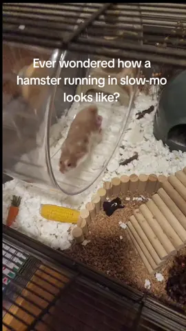 watch dedenne in slowmo #hamster #cute 