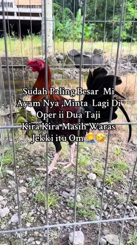 Tobbakaa🤦‍♂️😂#fyp #promoseruweekend #foryoupage #foryoupage #ayamimportfilipin🇵🇭 #ayamfilipin🇵🇭 #salamkakikiri🐓🐓 #bulaganlondong 