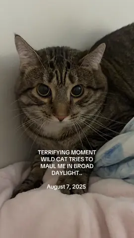 more updates as this situation develops… i was terrified #wildanimals #fyp 