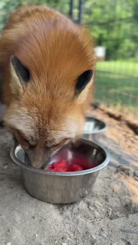 Watermelon ASMR. Felix is crunching up a storm today. #animals #foxes