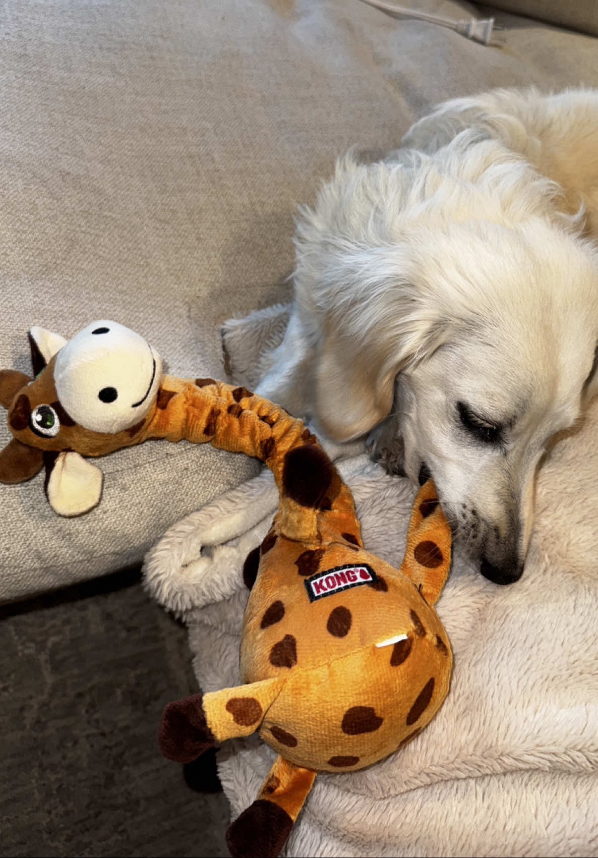 Everyone say hi to my new friend, Señor Jirafa! 🦒 @KONG Company  #kongdog #dogsneedtoplay #dachshund #toys 