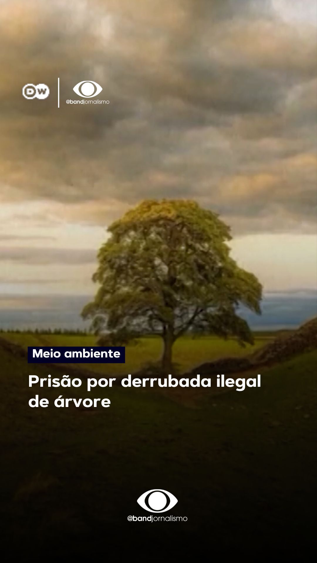 Dois homens foram condenados à prisão por derrubar uma árvore histórica no Reino Unido. #BandJornalismo