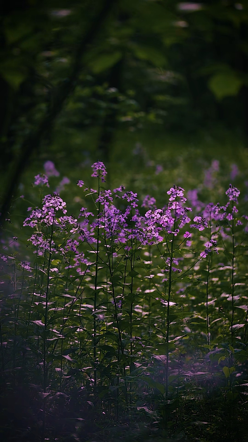 forest calms your mind... #nature 