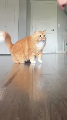 Taping a square to the floor to see what Sir Fur does