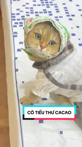 Cô gái quàng khăn nhà bà 🤣🤣🤣#meocacao #meogolden #meodethuong #meocute #xuhuớng#meoxinh 