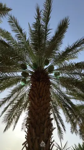 #تصوير #النخيل #التمر #ترند #اكسبلور #explore 
