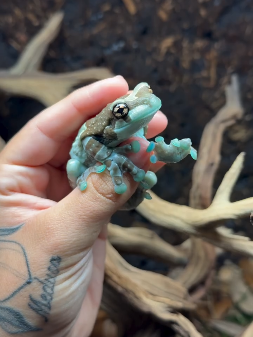 grenouille de lait #amazonmilkfrog #grenouilledelait #frog #grenouille #guafam #loeilducelte 