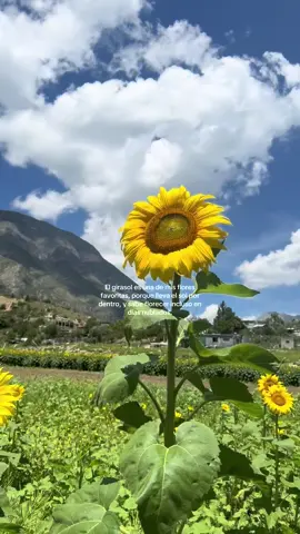💛#girasoles🌻 #floresfavoritas #campodegirasoles #fypp 