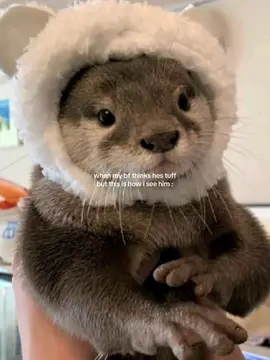 #otter #otters #seaotter #seaotters #him #ilmbf #boyfriend #cute #tuff #fyp #viral #silly #ilovehim 