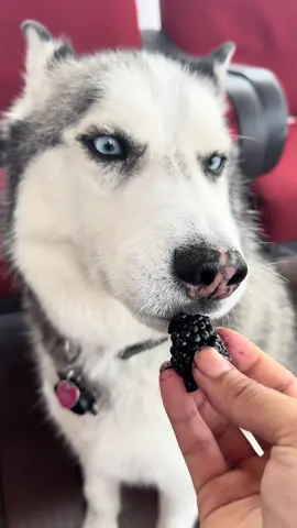Anything I’m having Pluto want some of lol  ##huskies##dogeating##dogasmr##dogvideo##spoileddogs##goodboy##cutedoggo##doggielove##funnydogvideos##dogtok##dogmomlife##foryouu