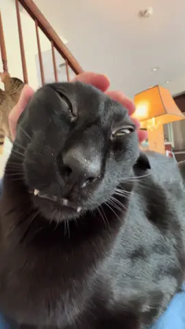 Let’s just say I may be the peenar sniper guy but I can be cute too… #larry #evillarry #fyp 