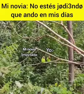#humor #novia #minovia #loro #loros #lorosdetiktok #backstreetboys 