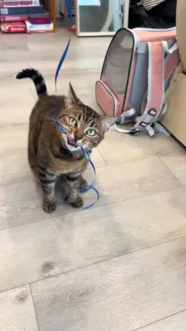 he’s already taking a nap from all the excitement 😸 #catmom #happybirthday #ilovemycat #catbirthday #birthdayboy 