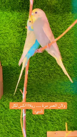 🕊️♥️