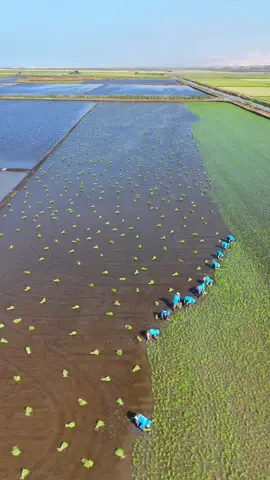 La plantación de arroz 🌾  Pucchun - Camanà  #camana_arequipa🏖️🏖️ 