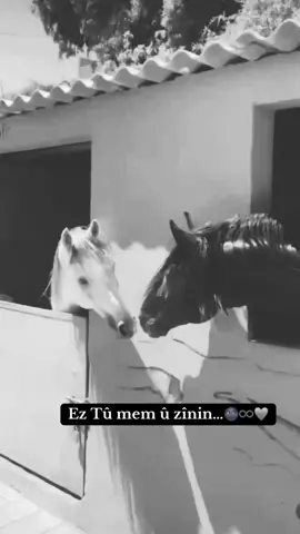 Ez Tû mem û zînin…🌚♾️🩶