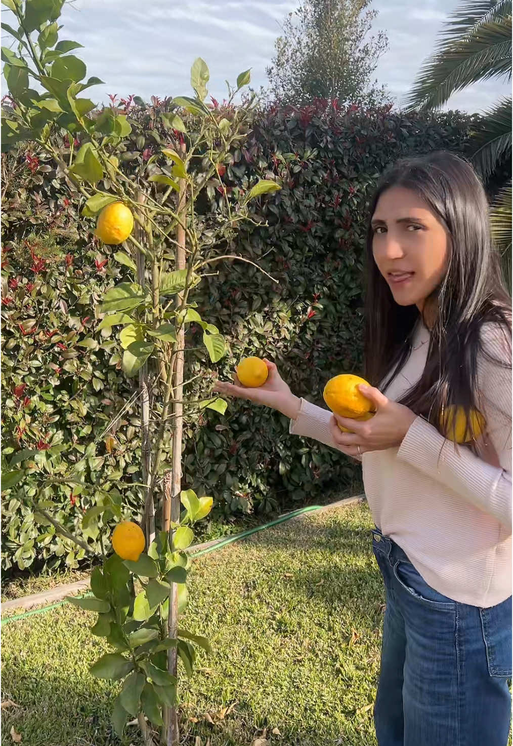 97,7% accuracy #limone #limones #planta #pajero @Rocio Biallas 