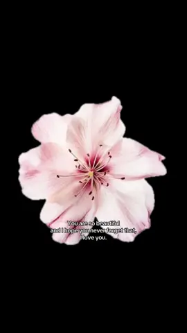 Love you. #positivity #fyp #flowers #flower #beautiful #her #him #forher #forhim