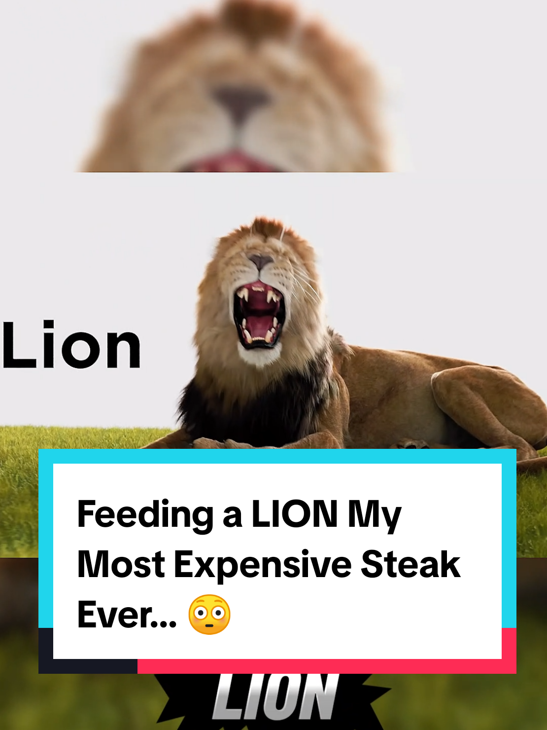 Feeding a LION My Most Expensive Steak Ever… 😳🔥#FeedingLion   #WildAnimalExperience   #ExtremeEats   #LuxurySteak    #LionFeast 
