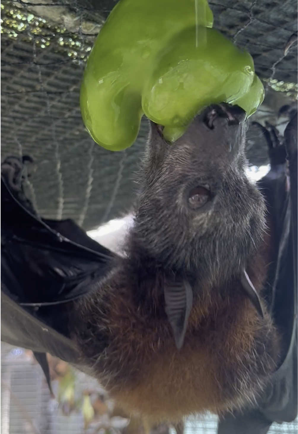 We hope you enjoy the sounds of Malayan Flying Fox, Bonsai, as she enjoys some green pepper this afternoon! 🦇 🫑 #cute #fyp #bats #animals #nonprofit 