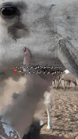 دوسري ماتولع في غرام الكوره : متولع في غرام البكره الفرديه🐪❣️ #اكسبلور#تفعالكم #وضحى #الدوسري #عندي_حظر_إكسبلور #tiktok 