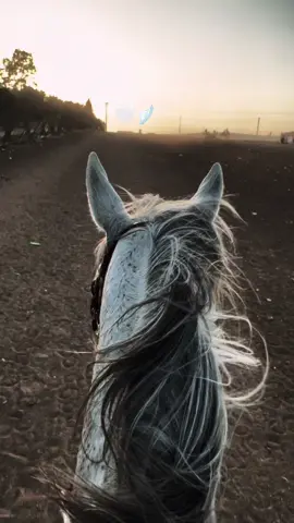 #ماشاءاللّٰه_سبحان_اللّٰه_💖 #خيول_عربية_اصيلة #الاردن🇯🇴 #خيل #اكسبلورexplore 