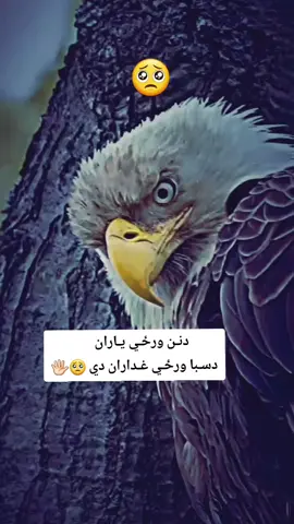ويډو ريپوسټ کړي  ؟ ؟ څارګر
