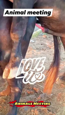 When Buffalo Meets Cow: An Unexpected Encounter #BuffaloAndCow #AnimalEncounter #PastureLife #FarmStories #NatureMeeting #LivestockTales #UnexpectedFriends #CountryLife