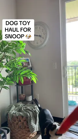 Dog toy haul from @TJ Maxx !!!  Snoop LOVES his toys 🧸 🐶 #dogtoys #snoopdog #dogmom #dog 