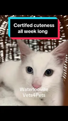 Certified cuteness, all week long #waterloovillevets4pets #veterinary #vetsoftiktok #fyp #dogsoftiktok #kittensoftiktok #vetmed #cuteness 