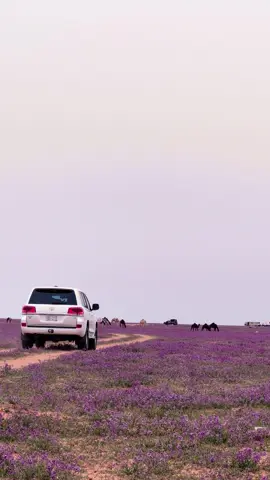 #خزاما #خزامى #ربيع #شتا #لاندكروزر #قبة #القصيم 