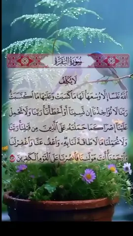 قرآن_كريم_راحة_نفسية#قرآن_كريم_راحة_نفسية🌷🌻 