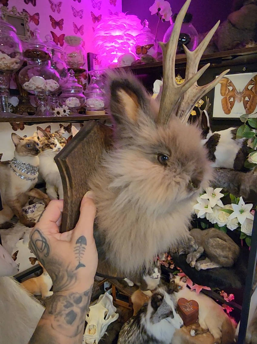 Replying to @spunkykentuckian I don't receive fancy breed often, so for now, this one is for my wall ♡ #jackalope #taxidermy 