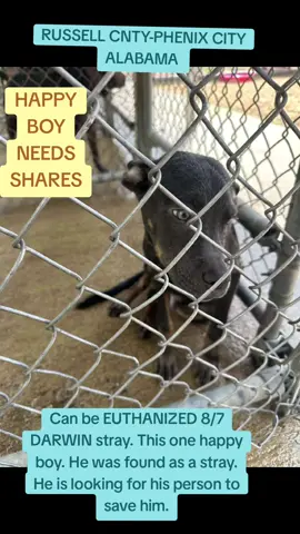 Can be EUTHANIZED 8/7 $0 in pledges need $500.00 each for vetting vaccinations, spay/neuter, blood tests, heartworm etc & transport  DARWIN stray. This one happy boy. He was found as a stray. He is looking for his person to save him. #59018347 M 6mth-2yr  30.6# Terrier mix  RUSSELL CNTY PHENIX CITY, ALABAMA  334-448-2701 #rescue #adopt #dogs #deathrowdogs   #deathrow #codered  #rescuemyfavoritebreed  #adoptdontshop #phenixcity #alabama #pitbull #puppies #dogsofInstagram #dogsoftwitter 