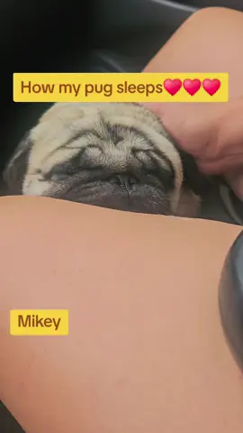 Daca in viata ta nu ai un pug nu ai nimic!!!#puglife #sleepyday 