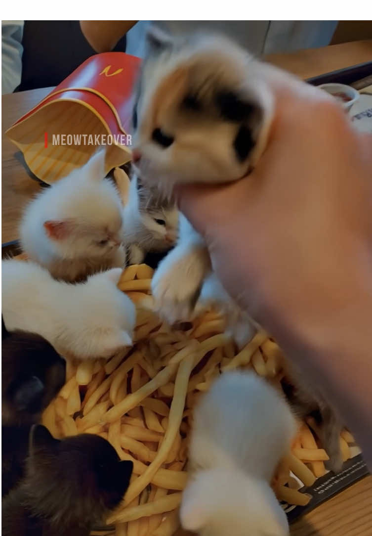 المياو احتل مطعم ماكدونالدز! 😾💪🍔 Cars taking over McDonald’s as they get fast when the whistle blow in a Bugatti #cattok #kittens #viralvideo #ميو #جيش_المياو 