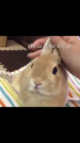 i got a headache while making this. #bunny #bunnies #silly #fyp #foryoupage 
